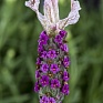 Лаванда стэхадская (Lavandula stoechas)