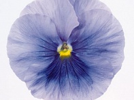 Виола виттрока