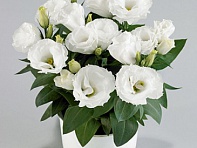 Лизиантус (Эустома) крупноцветковый (Rosie F1)