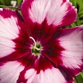 Гвоздика китайская (Dianthus chinensis)