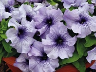 Петуния крупноцветковая (генетически компактная) (Limbo GP F1)