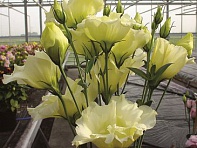 Лизиантус (Эустома) крупноцветковый (Cinderella F1)