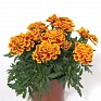 Бархатцы отклоненные (Tagetes patula) Бархатцы отклоненные (Tagetes patula)