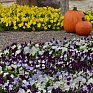Виола виттрока ампельная (Viola wittrockiana)