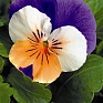 Виола рогатая (Viola cornuta)