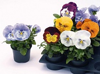 Виола виттрока