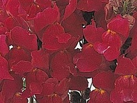 Львиный зев (Антирринум) большой (Solstice F1)