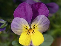 Виола рогатая (Endurio F1)