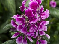 Куфея Ллавея (Sriracha F1)