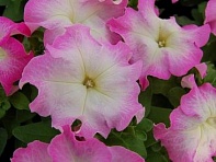 Петуния крупноцветковая (генетически компактная) (Limbo GP F1)