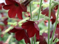 Табак гибридный (Baby Bella F1)