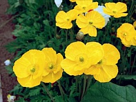 Мак голостебельный (Pulchinella)