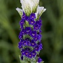 Лаванда стэхадская (Lavandula stoechas)