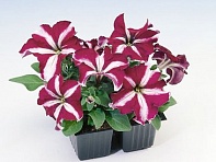 Петуния крупноцветковая (Tango F1)