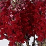 Львиный зев (Антирринум) большой (Antirrhinum majus)