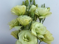 Лизиантус (Эустома) крупноцветковый (Flare F1)