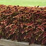 Колеус гибридный (Coleus х hybrida)