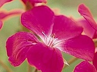 Пеларгония плющелистная