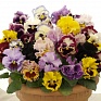 Виола Виттрока бахромчатая (Viola wittrockiana)