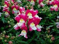 Львиный зев (Антирринум) большой (Snappy F1)