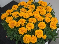 Бархатцы отклоненные (Chica) Бархатцы отклоненные (Chica)