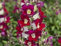 Львиный зев (Антирринум) большой (Antiquity F1)