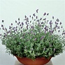 Лаванда многонадрезная (Lavandula multifida)