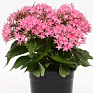 Пентас ланцетовидный (Pentas lanceolata)