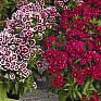 Гвоздика китайская х турецкая (Dianthus chinensis x barbatus)