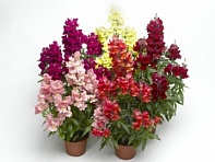 Львиный зев (Антирринум) большой (Snaptastic F1)