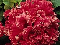 Петуния крупноцветковая махровая (Valentine F1)