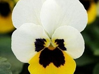 Виола рогатая (Sorbet XP F1)