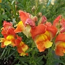 Львиный зев (Антирринум) большой (Antirrhinum majus)