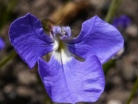 Лобелия тончайшая (Blue Wings)