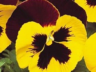 Виола виттрока (Matrix F1)