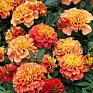 Бархатцы отклоненные (Tagetes patula)