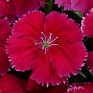Гвоздика китайская (Dianthus chinensis)
