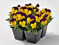 Виола рогатая (Admire F1)