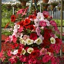 Петуния ампельная гибридная (Petunia x hybrida)