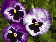 Виола Виттрока