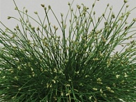 Изолепис изящный поникший (Live Wire)