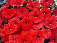 Петуния ампельная гибридная (Nuvolari F1)