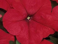 Петуния крупноцветковая (Dreams F1)