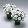 Гвоздика китайская (Dianthus chinensis)