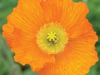 Мак голостебельный (Champagne Bubbles F1)