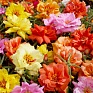 Портулак крупноцветковый (Portulaca grandiflora)