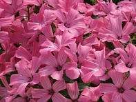 Лаватера трехмесячная (Novella)