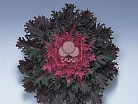 Декоративная капуста (Coral Queen F1)