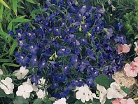 Дельфиниум крупноцветковый (Summer)