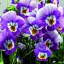 Виола рогатая (Viola cornuta)